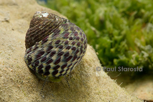 Monodonta turbinata (gibbule commune)