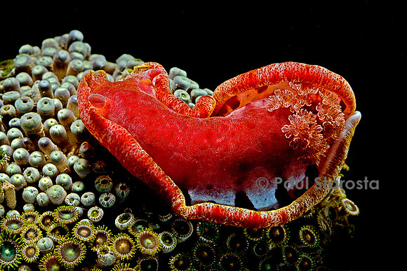 Hexabranchus sanguineus (danseuse espagnole)
