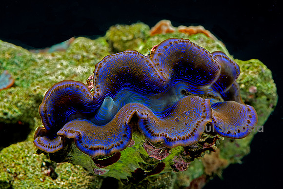 Tridacna noae (bénitier)