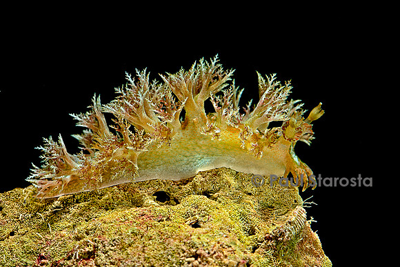 Marionopsis sp. (nudibranche)
