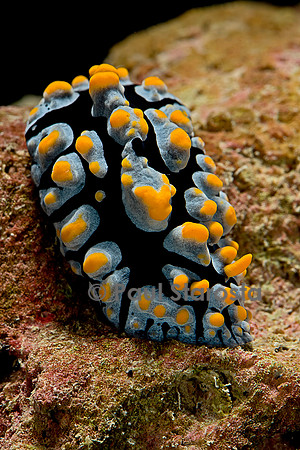 Phyllidia coelestis (nudibranche)