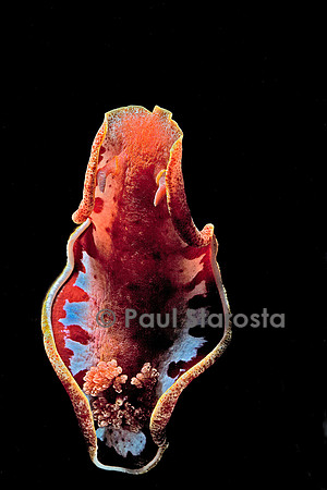 Hexabranchus sanguineus (danseuse espagnole)