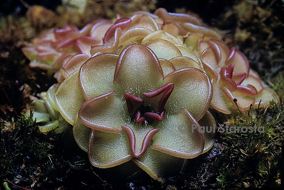 Pinguicula rotundiflora (grassette)
