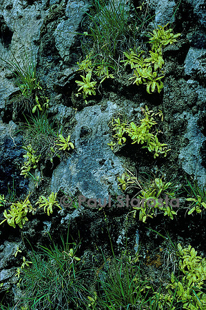 Pinguicula longifolia (grassette)