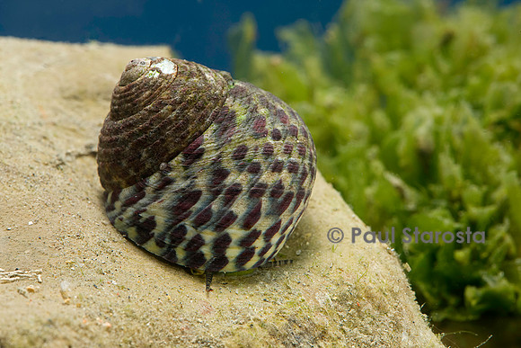 Monodonta turbinata (gibbule commune)