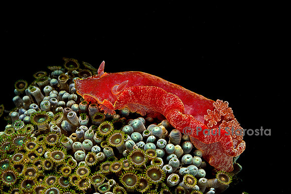 Hexabranchus sanguineus (danseuse espagnole)
