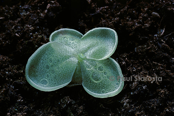 Pinguicula sharpii (grassette)