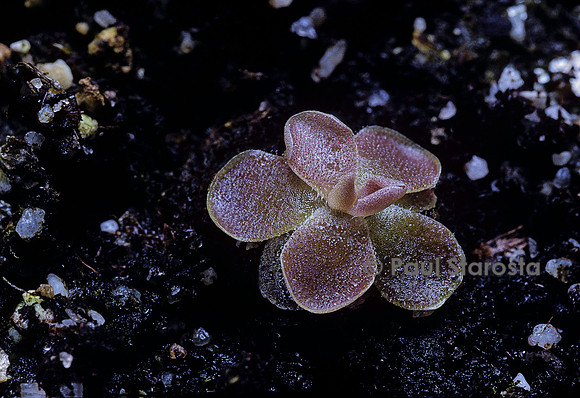 Pinguicula cyclosecta (grassette)