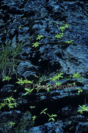 Pinguicula longifolia (grassette)