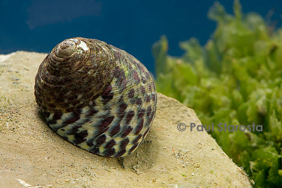 Monodonta turbinata (gibbule commune)