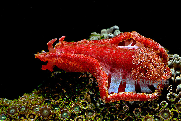 Hexabranchus sanguineus (danseuse espagnole)