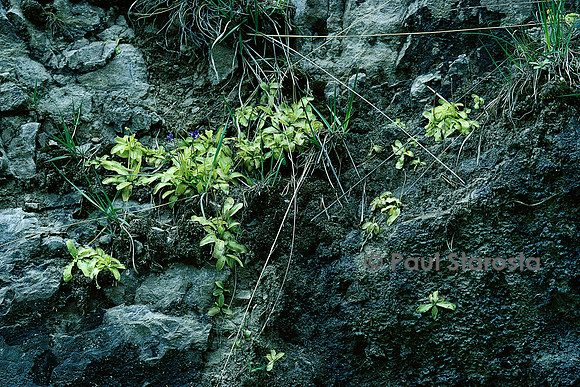 Pinguicula longifolia (grassette)