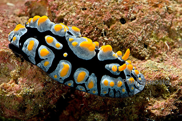 Phyllidia coelestis (nudibranche)