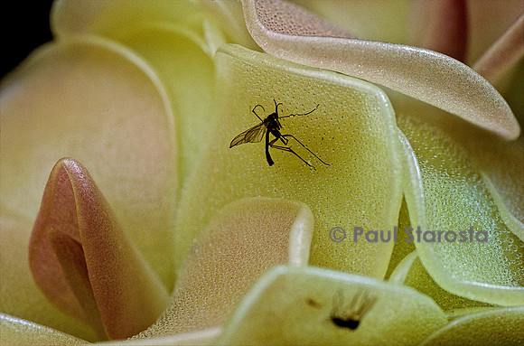 Insecte capturé par une pinguicula (grassette)