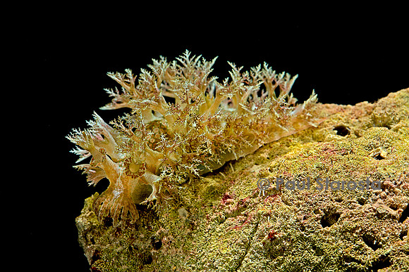 Marionopsis sp. (nudibranche)