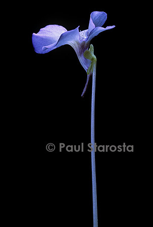Pinguicula rotundiflora (grassette) - fleur