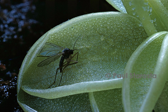 Insecte capturé par une pinguicula (grassette)