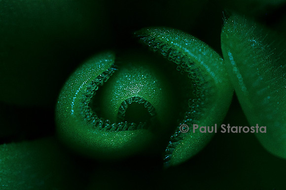 Pinguicula (grassette) - détail des poils gladuleux