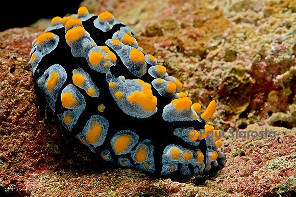 Phyllidia coelestis (nudibranche)