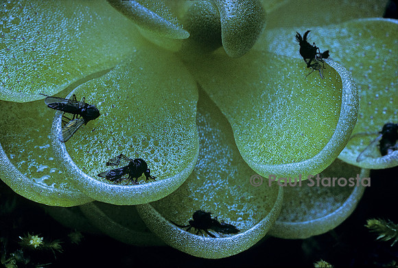 Insectes capturés par une pinguicula (grassette)