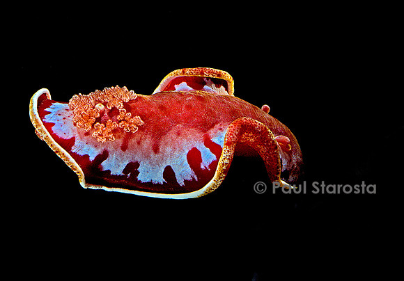 Hexabranchus sanguineus (danseuse espagnole)