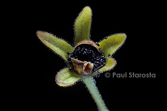 Pinguicula sp. (grassette) - fruit