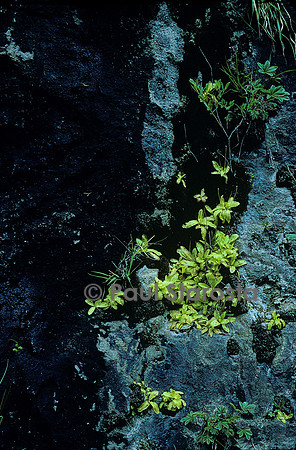 Pinguicula longifolia (grassette)