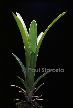 Brocchinia reducta