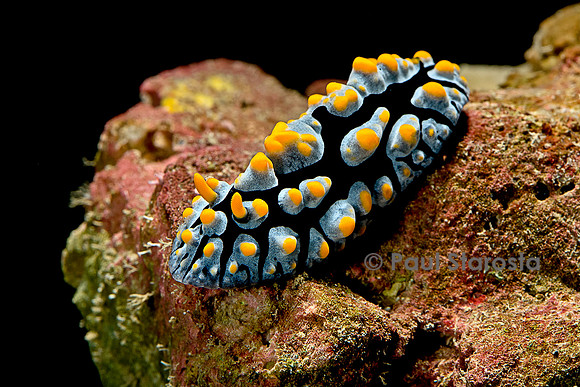 Phyllidia coelestis (nudibranche)