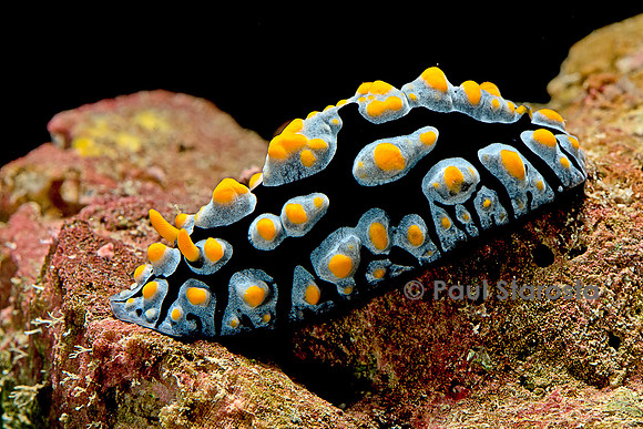Phyllidia coelestis (nudibranche)