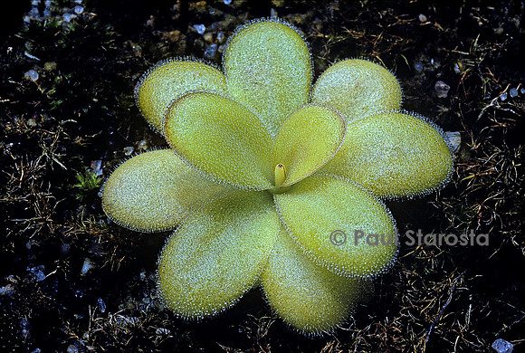 Pinguicula agnata (grassette)