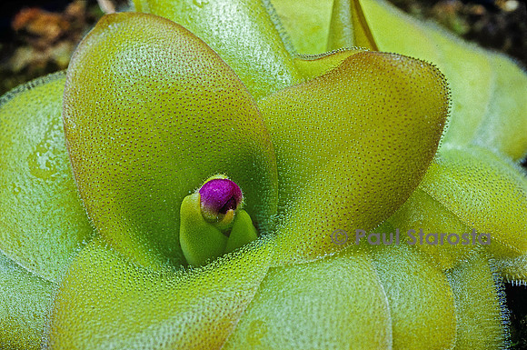 Pinguicula moranensis ssp. rosei (grassette)