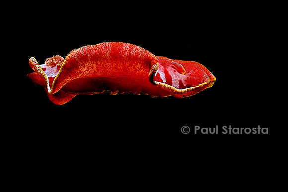 Hexabranchus sanguineus (danseuse espagnole)