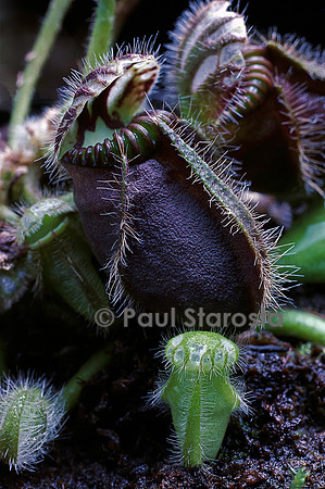Cephalotus follicularis