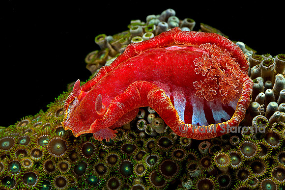 Hexabranchus sanguineus (danseuse espagnole)