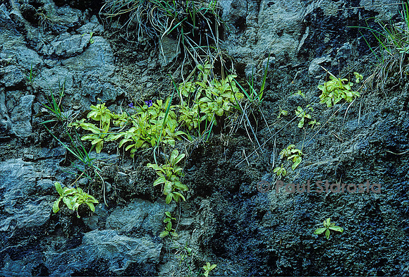 Pinguicula longifolia (grassette)