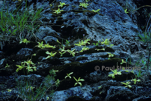Pinguicula longifolia (grassette)