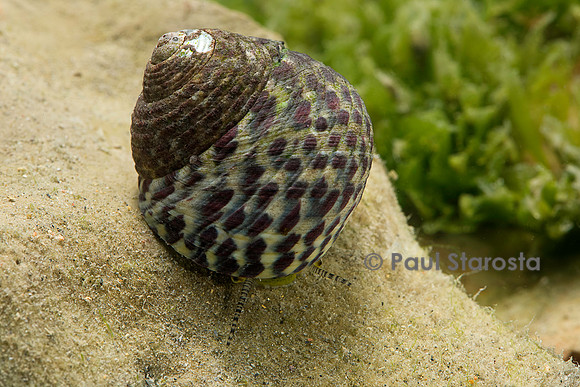 Monodonta turbinata (gibbule commune)