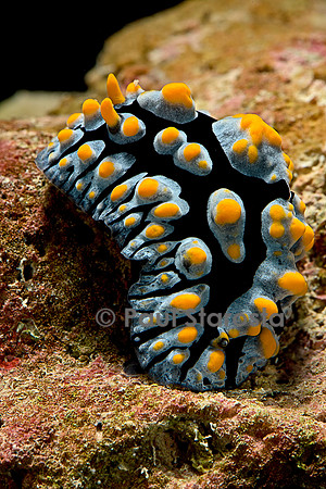 Phyllidia coelestis (nudibranche)