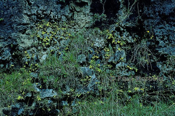 Pinguicula longifolia (grassette)