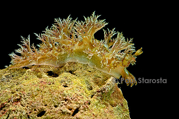 Marionopsis sp. (nudibranche)