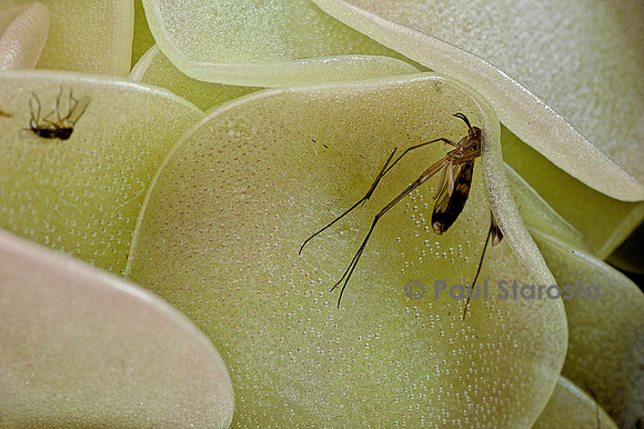 Insectes capturés par une pinguicula (grassette)
