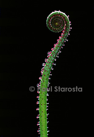 Drosophyllum lusitanicum