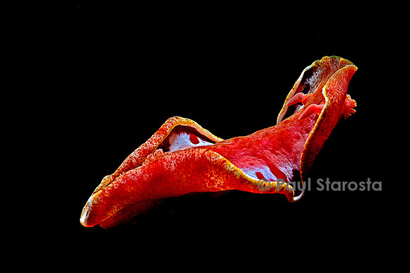 Hexabranchus sanguineus (danseuse espagnole)