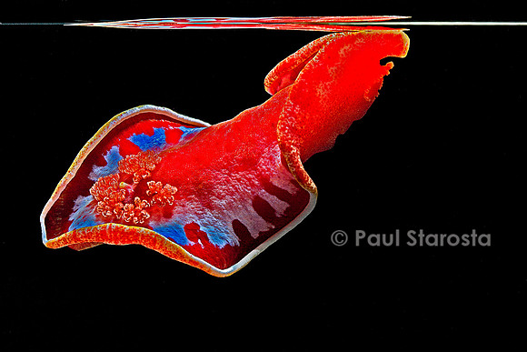 Hexabranchus sanguineus (danseuse espagnole)