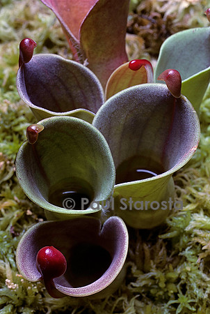 Heliamphora minor