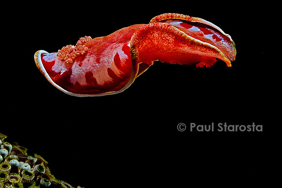 Hexabranchus sanguineus (danseuse espagnole)