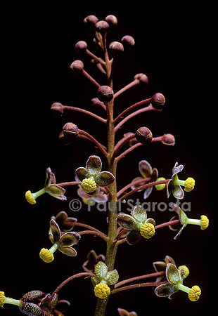 Nepenthes X mixta (népenthès) - fleurs mâles