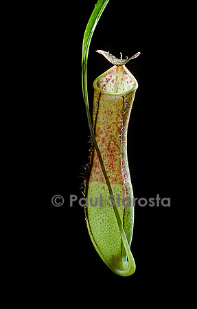 Nepenthes gracilis (népenthès)