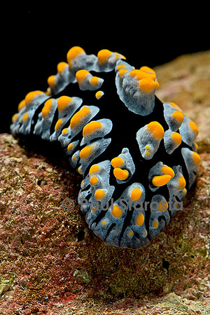 Phyllidia coelestis (nudibranche)